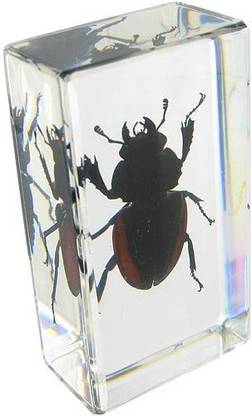Generic Blackish Stag Beetle