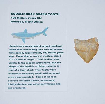 Generic Squalicorax Shark Tooth Fossil 100 Million Years Old 2O 13400