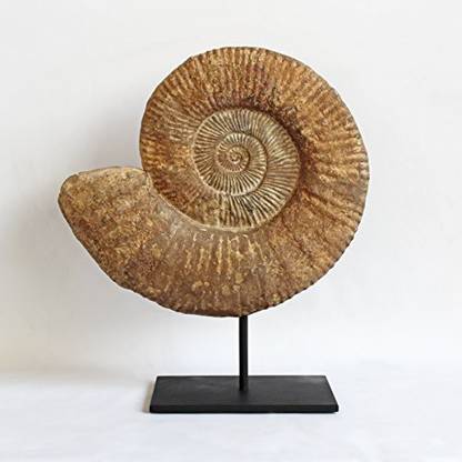 Generic Ammonite Fossil On Stand