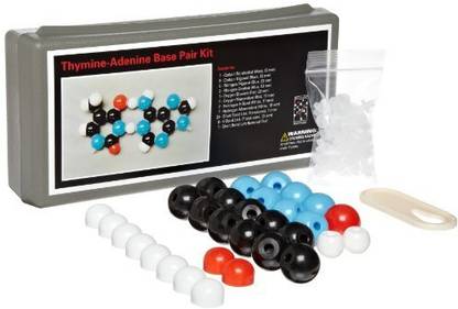 Generic Molecular Models 14-Tap389 Double Helix Adenine Thymine Base Pair Dna Molecular Model Kit