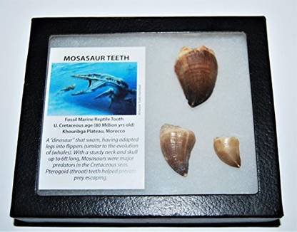Generic Mosasaur Tooth Fossils (3 Teeth) Dinosaur W/ Display Box & Coa #13551 16O
