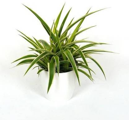 Vamsha Nature Care Spider Plant