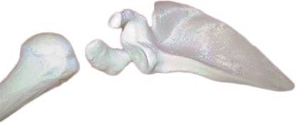 PROTOTYPE Human Scapula left Bone Skeleton Anatomical Body Model
