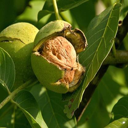 syed garden jiglans regia seed ( walnut Seed