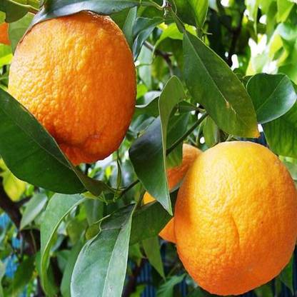 syed garden citrus oranges seed Seed