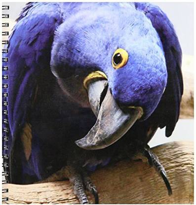 3dRose db_18121_1 Blue Parrot Drawing Book, 8 by 8-Inch