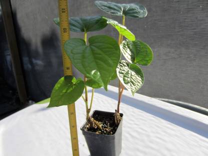SSV PRODUCTS Betel Leaf Plant