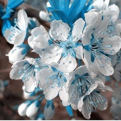 Priyathams Rare Blue sky White Cherry Japanese Sakura seeds Seed
