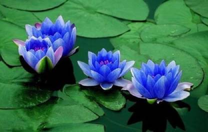 Priyathams Lotus Flower Seed Blue Seed
