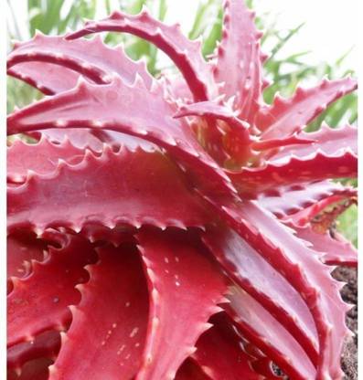 NSKON Aloe Vera Seed