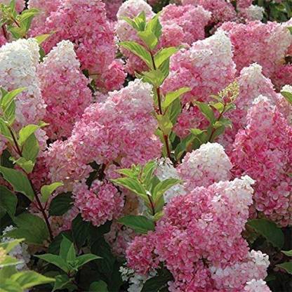 Priyathams Hydrangea paniculata Vanilla Seed
