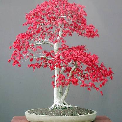 NSKON Red Maple Bonsai Tree Seed