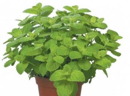 Priyathams Imported Potted Mentha/Spearmint/Mint/Pudina Indoor/Outdoor Plant Seed