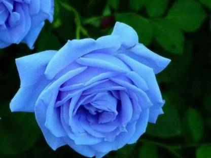 ELIF Rose Seed