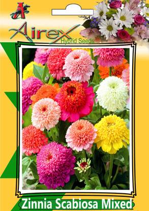 Airex Zinnia Scabiosa Mixed (Hybrid) Summer Flower Seed (4 Packet Of Zinnia Scabiosa Mixed) Pack Of AVG 20 - 30 Seed * Per Packet Seed
