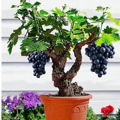 VS GLOBAL IMPORTED mini grape seeds/delicious Miniature Grape Vine(50 per pocket) Seed