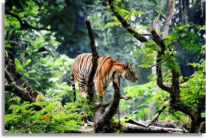 bengal tiger in jungle Paper Print