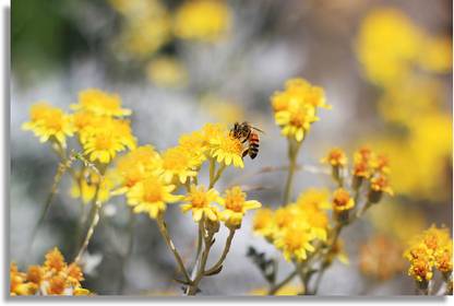 bee pollination Paper Print