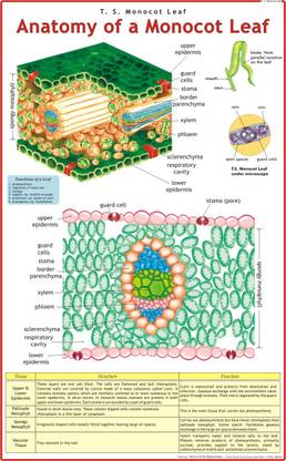Monocot Leaf Chart Paper Print