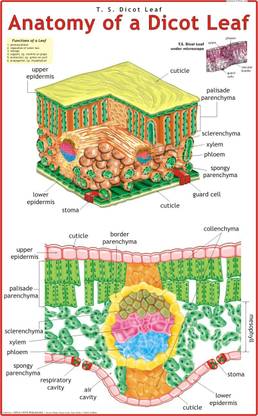 Dicot Leaf Chart Paper Print
