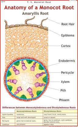 Monocot Root Chart Paper Print