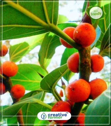 creative farmer Ficus Benghalensis "Indian Banyan Tree" Ornamental Flowering Plant Seeds Kitchen Garden Plant Seeds 10Indoor, Outdoor Kitchen Garden Plant Seeds Seed