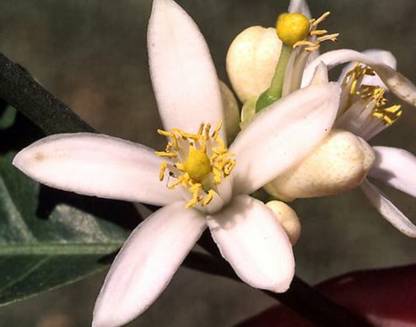 Generic Sacred Aegle Marmelos Koovalam Bael Vilvam Bela or Sivadruma Tree 12 seeds for Growing Seed