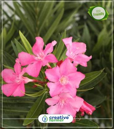 creative farmer Nerium Odorum Aiton Dwarf Flowering Plants Seeds Kitchen Garden Plant Seeds 5Indoor, Outdoor Kitchen Garden Plant Seeds Seed