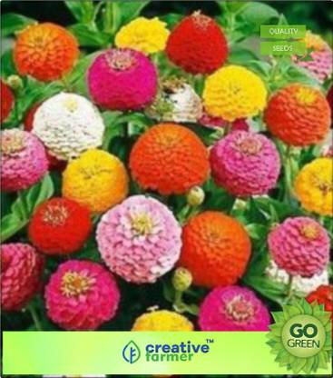 creative farmer Zinnia Elegans Canary Bird Yellow Seed