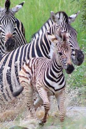Zebra Notebook