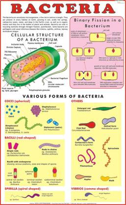 Bacteria Chart Paper Print
