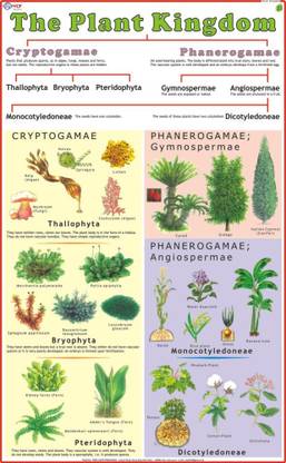 Plant Kingdom Chart Paper Print