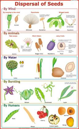 Dispersal of Fruits & Seeds Chart Paper Print