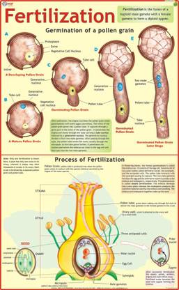 Fertilization Chart Paper Print