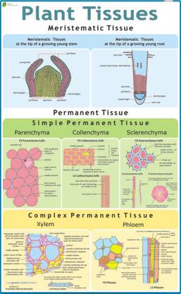 Plant Cell & Tissue Chart Paper Print
