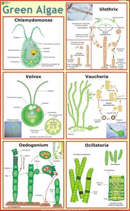 Green Algae Chart Paper Print