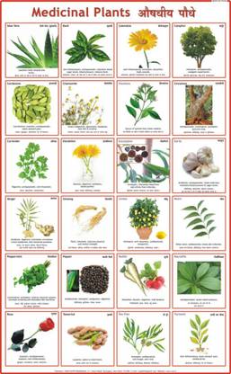 Medicinal Plants Chart Paper Print