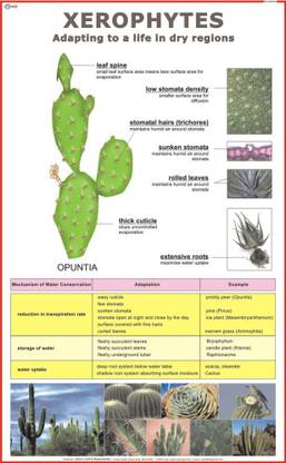 Xerophytes Chart Paper Print