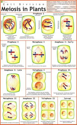 Meiosis Chart Paper Print