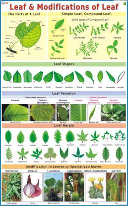 Leaves Chart Paper Print