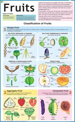 Fruits Chart Paper Print