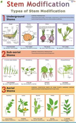Stem Modification Chart Paper Print