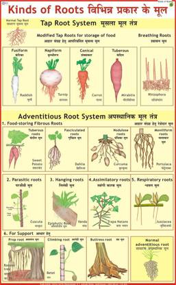 Kinds of Roots Chart Paper Print