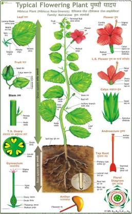 Typical Flowering Plant Chart Paper Print