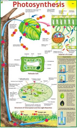 Photosynthesis Chart Paper Print