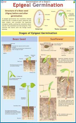 Epigeal Germination Chart Paper Print