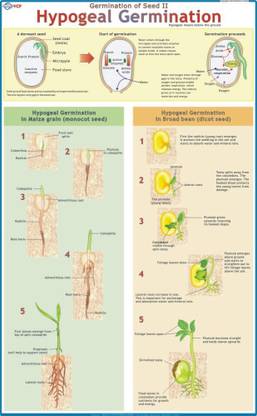 Hypogeal Germination Chart Paper Print