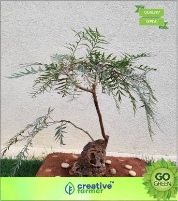 creative farmer Savukku-Maram Seed