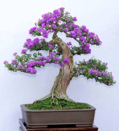 ROSEMERC beautifull Jacaranda mimosifolia Bonsai (20 per packet) Seed