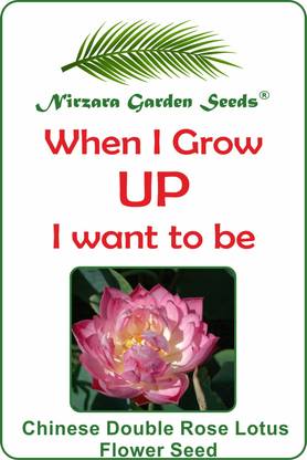 Nirzara Garden Seeds Chinese Double Rose Lotus Flower Seeds Seed